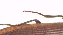 Dicteniophorus