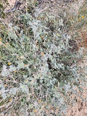 Acmispon argophyllus