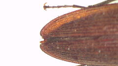 Dicteniophorus