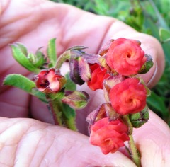 Hermannia ternifolia