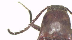 Dicteniophorus