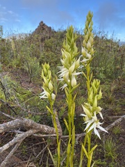 Megastylis gigas