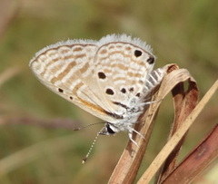 Azanus ubaldus