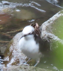 Cinclus leucocephalus