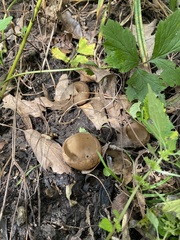 Humaria hemisphaerica