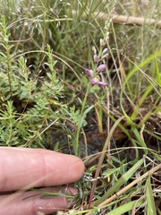 Comesperma polygaloides