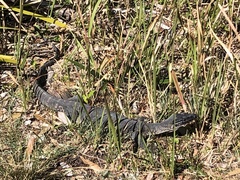 Varanus rosenbergi