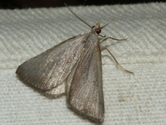 Adeixis inostentata