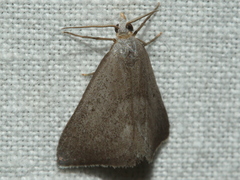 Adeixis inostentata