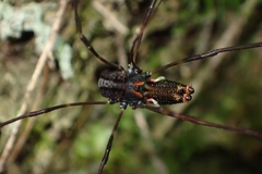 Forsteropsalis inconstans