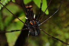 Forsteropsalis inconstans