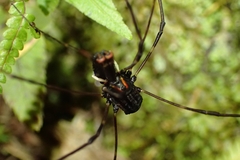 Forsteropsalis inconstans