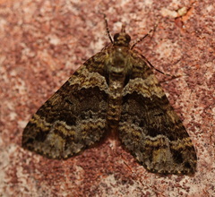 Crasilogia gressitti