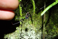 Forsteropsalis inconstans