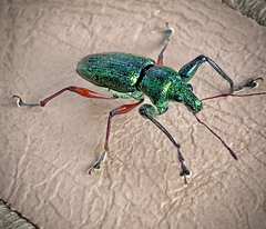 Naupactus auricinctus