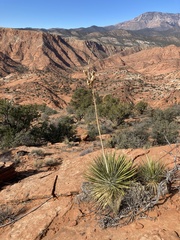 Yucca angustissima
