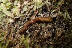 Newzealandia