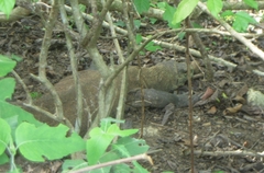 Varanus komodoensis