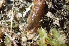 Newzealandia