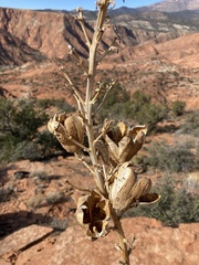 Yucca angustissima