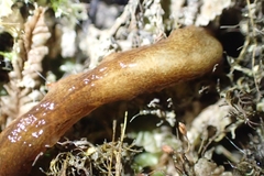 Newzealandia
