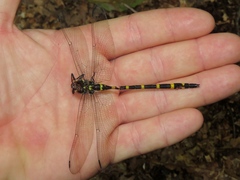 Cordulegaster erronea