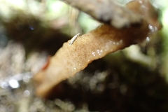 Newzealandia