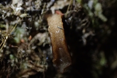 Newzealandia