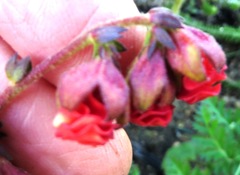 Hermannia ternifolia