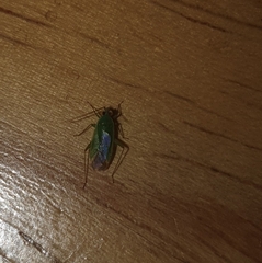 Orthotylus