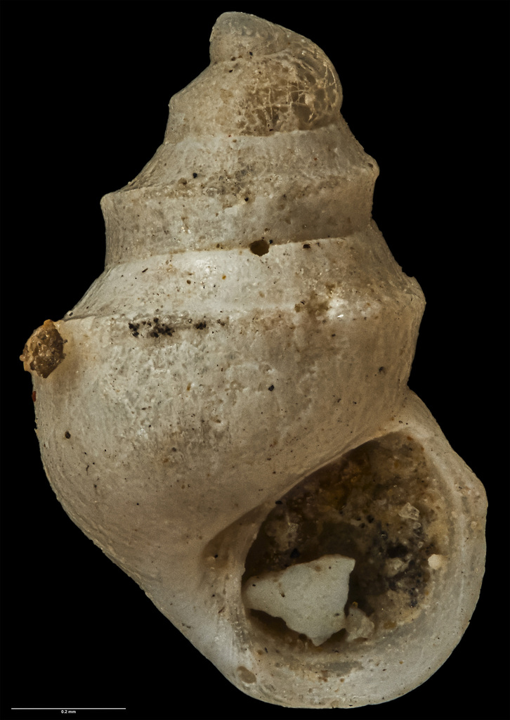 Powellisetia unicarinata