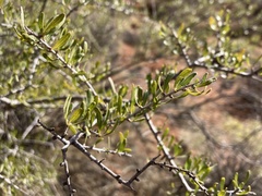 Prunus fasciculata