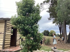 Backhousia citriodora