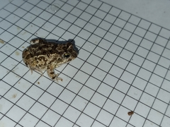 Tomopterna delalandii