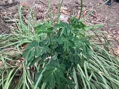Senna pendula glabrata