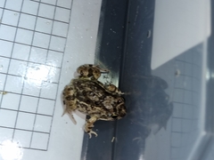 Tomopterna delalandii