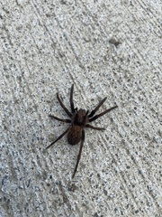 Uliodon