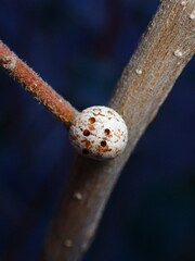 Kermesidae