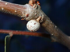 Kermesidae