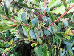 Hermannia ternifolia