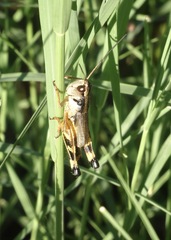 Boopedon flaviventris