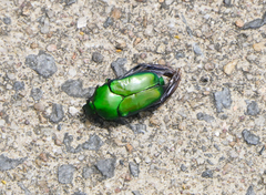 Ischiopsopha wallacei