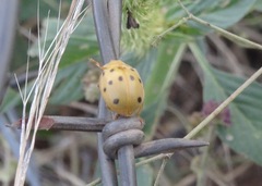 Epilachna tredecimnotata