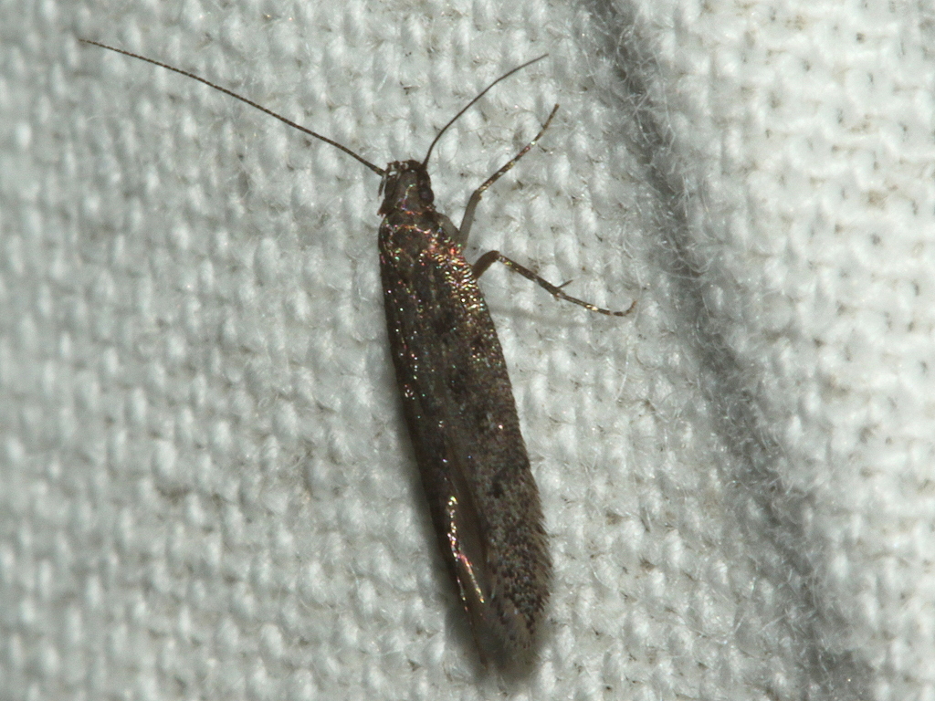 Ardozyga anthracina