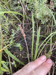 Plantago gaudichaudii
