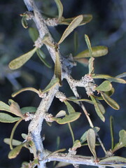 Prunus fasciculata