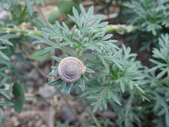 Polygyra cereolus
