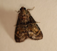 Orthaga atribasalis