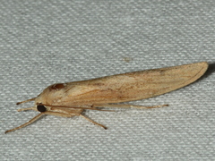 Calamidia hirta