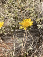 Baileya multiradiata